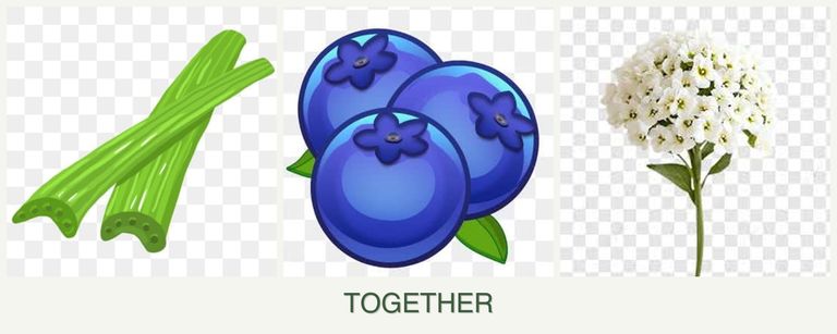 Can you plant celery, blueberries and alyssum together?