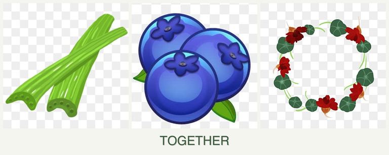 Can you plant celery, blueberries and nasturtiums together?