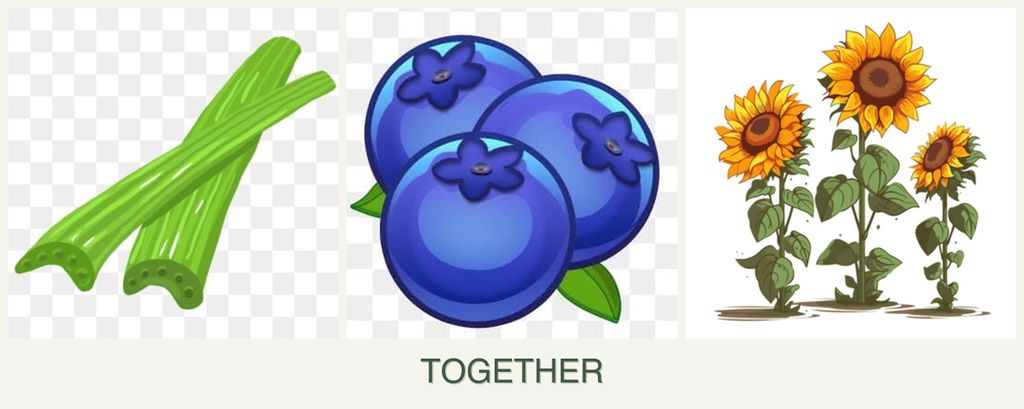 Can you plant celery, blueberries and sunflowers together?