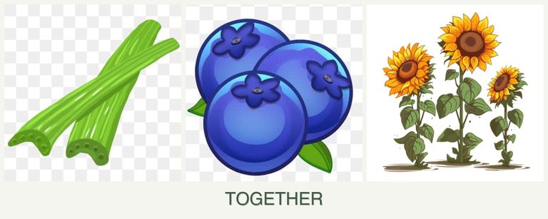 Can you plant celery, blueberries and sunflowers together?