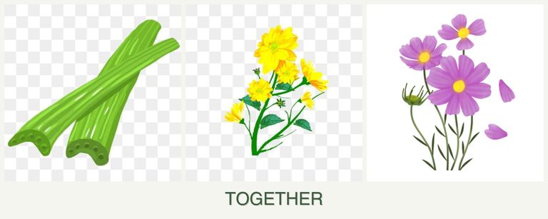 Can you plant celery, calendula and cosmos together?