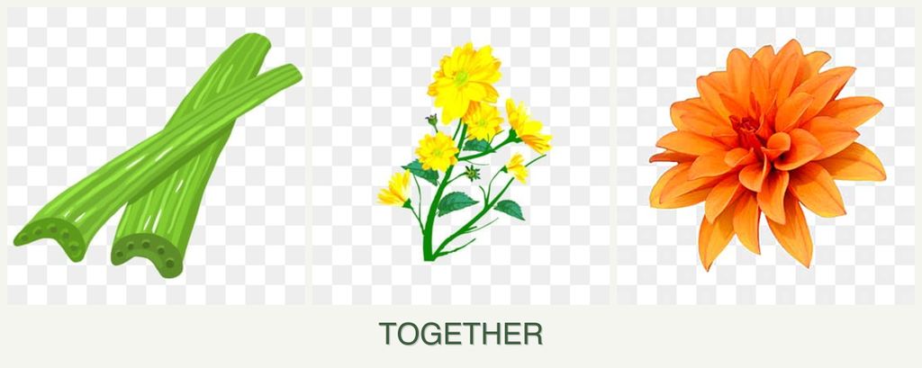 Can you plant celery, calendula and dahlias together?