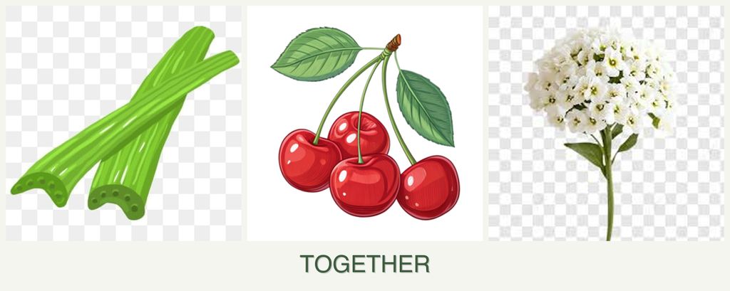 Can you plant celery, cherries and alyssum together?
