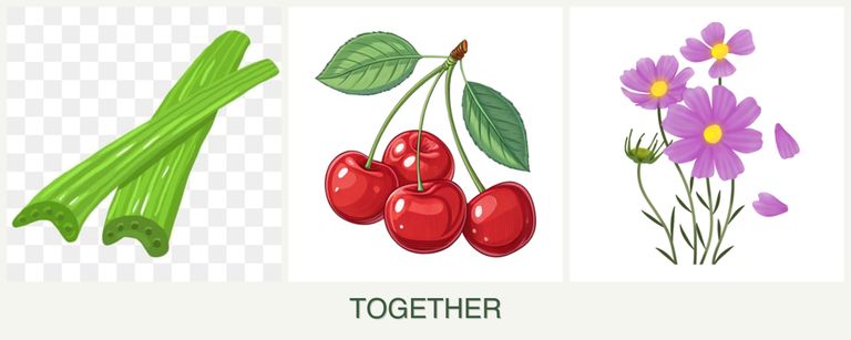 Can you plant celery, cherries and cosmos together?