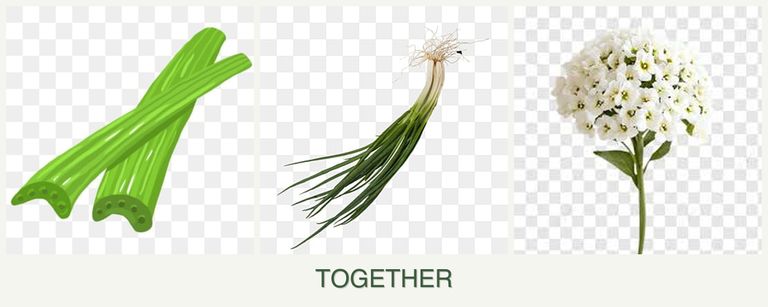 Can you plant celery, chives and alyssum together?