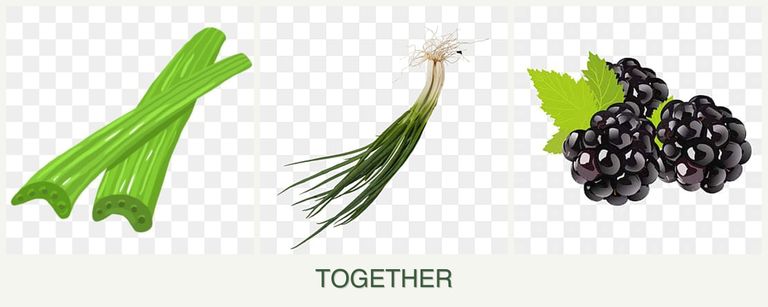 Can you plant celery, chives and blackberries together?