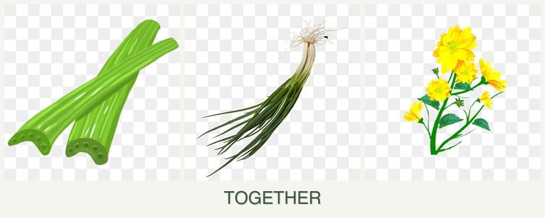Can you plant celery, chives and calendula together?
