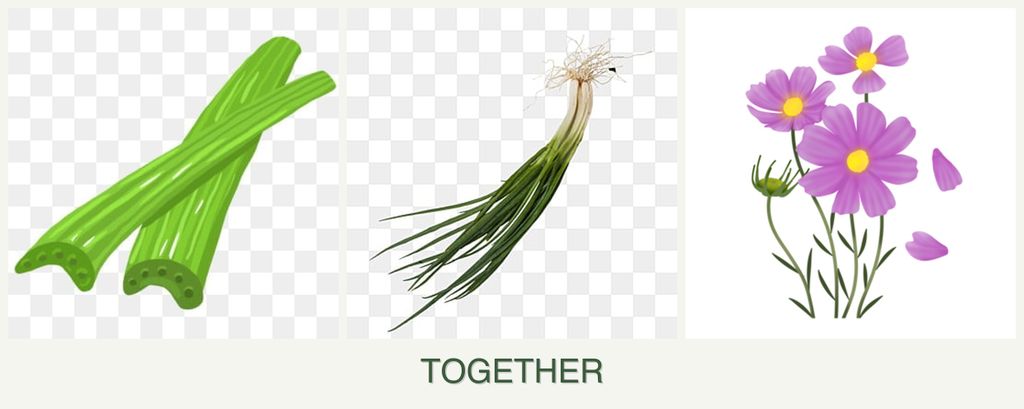 Can you plant celery, chives and cosmos together?