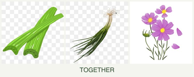 Can you plant celery, chives and cosmos together?