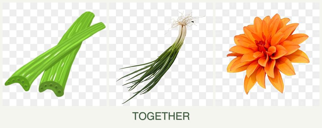 Can you plant celery, chives and dahlias together?