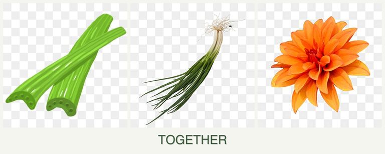 Can you plant celery, chives and dahlias together?