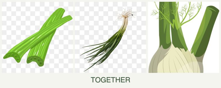 Can you plant celery, chives and fennel together?