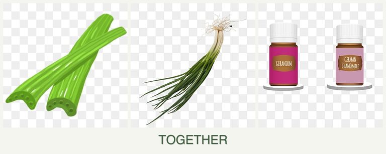 Can you plant celery, chives and geraniums together?