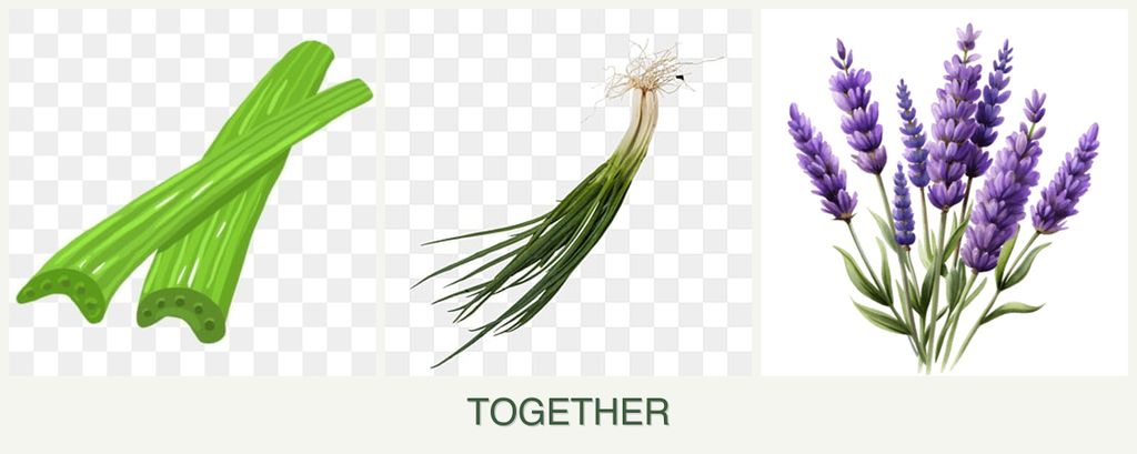 Can you plant celery, chives and lavender together?