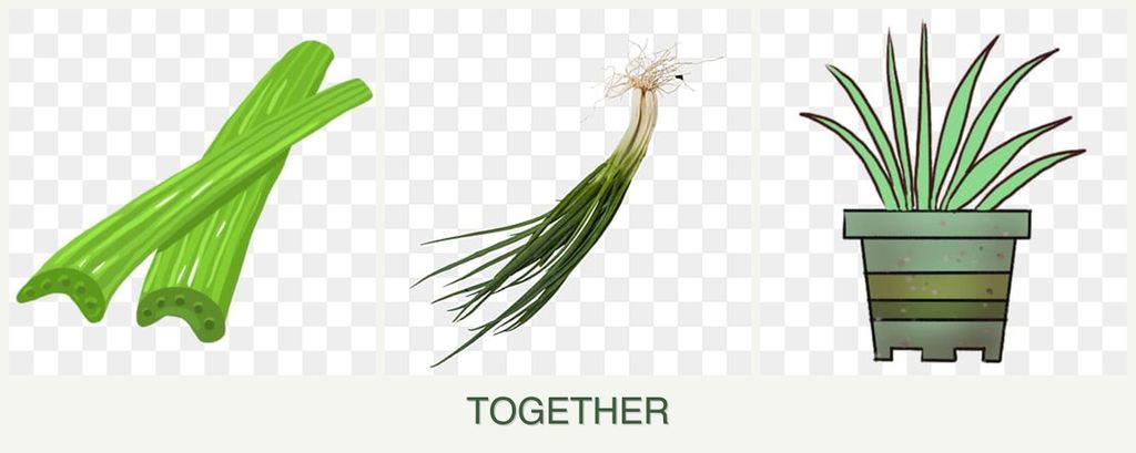 Can you plant celery, chives and lemongrass together?