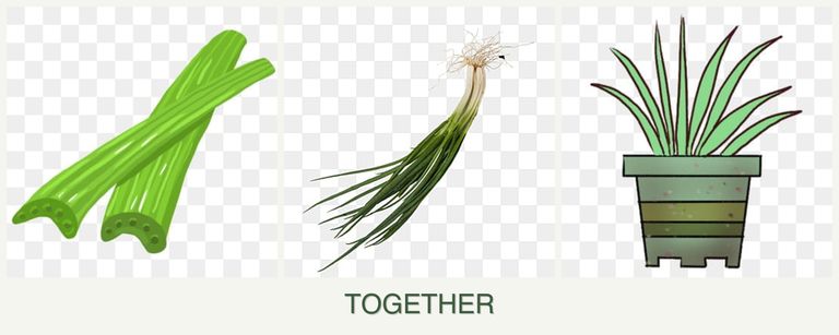 Can you plant celery, chives and lemongrass together?
