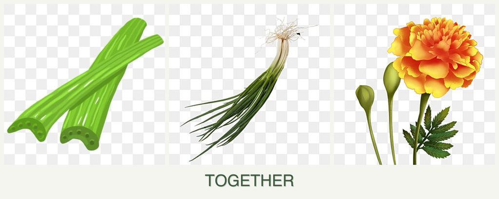 Can you plant celery, chives and marigolds together?
