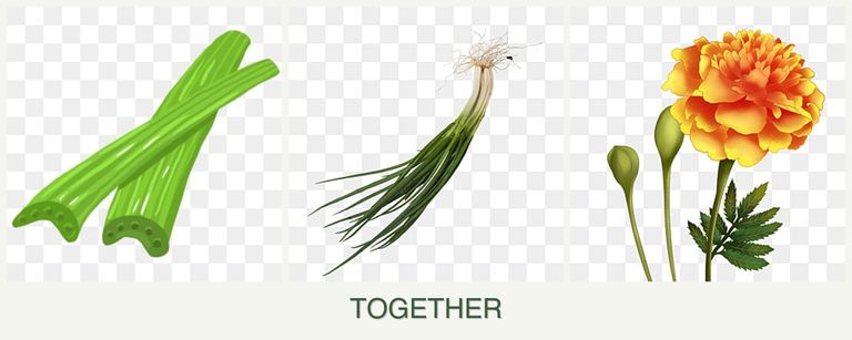 Can you plant celery, chives and marigolds together?
