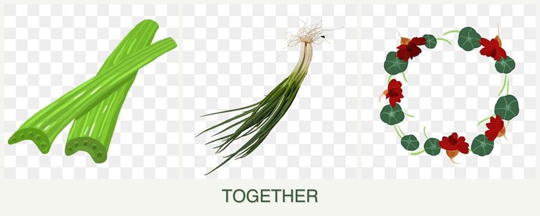 Can you plant celery, chives and nasturtiums together?