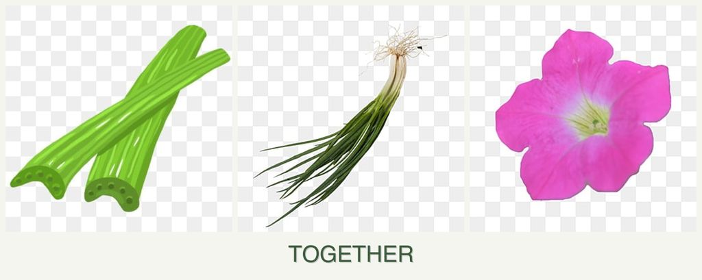 Can you plant celery, chives and petunias together?