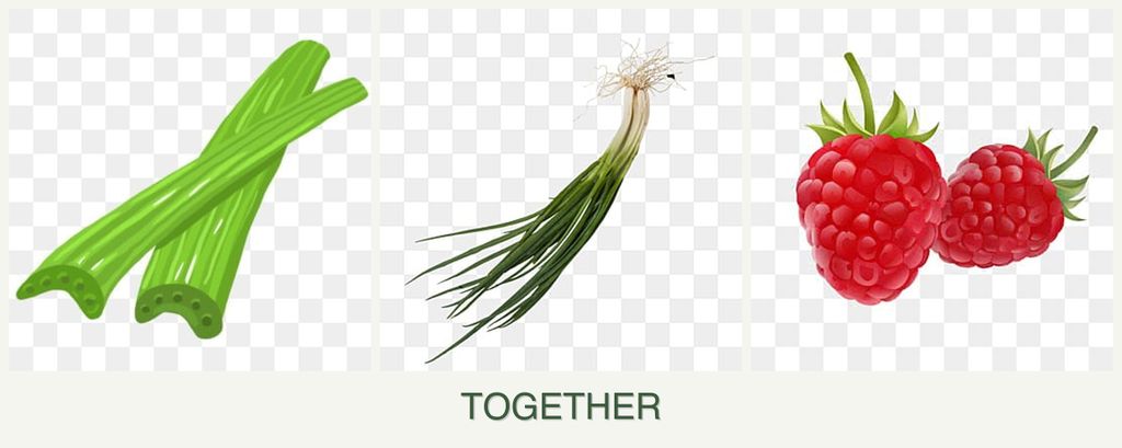 Can you plant celery, chives and raspberries together?