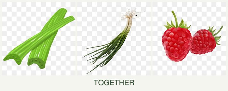 Can you plant celery, chives and raspberries together?