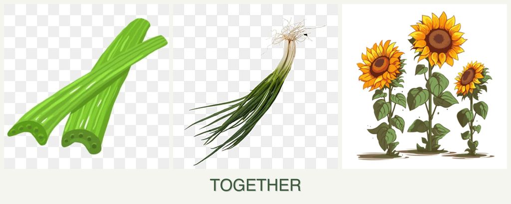 Can you plant celery, chives and sunflowers together?