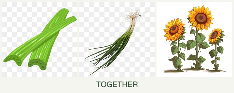 Can you plant celery, chives and sunflowers together?