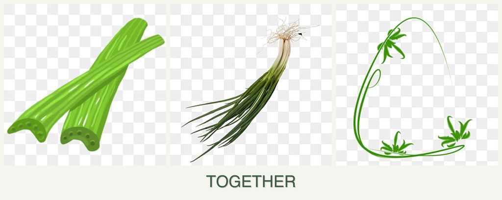 Can you plant celery, chives and tarragon together?