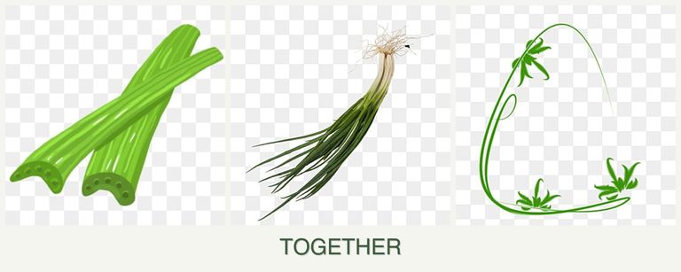 Can you plant celery, chives and tarragon together?