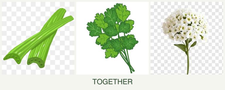 Can you plant celery, cilantro and alyssum together?
