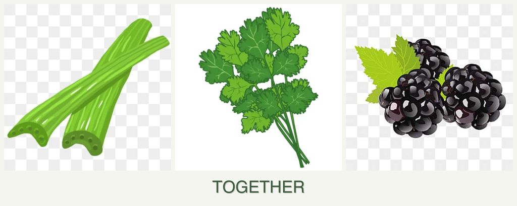 Can you plant celery, cilantro and blackberries together?