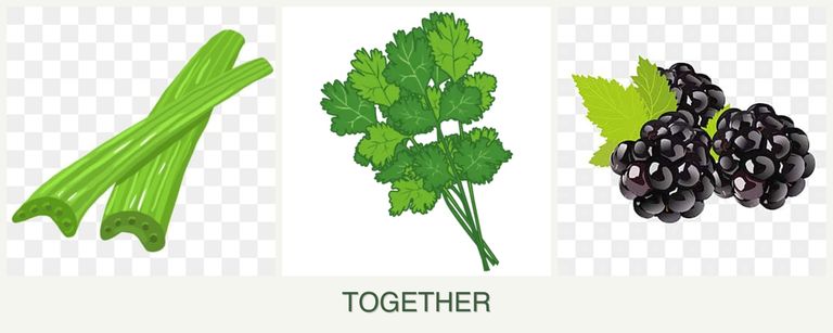 Can you plant celery, cilantro and blackberries together?