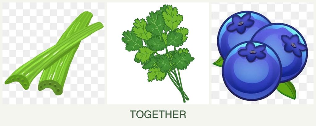 Can you plant celery, cilantro and blueberries together?