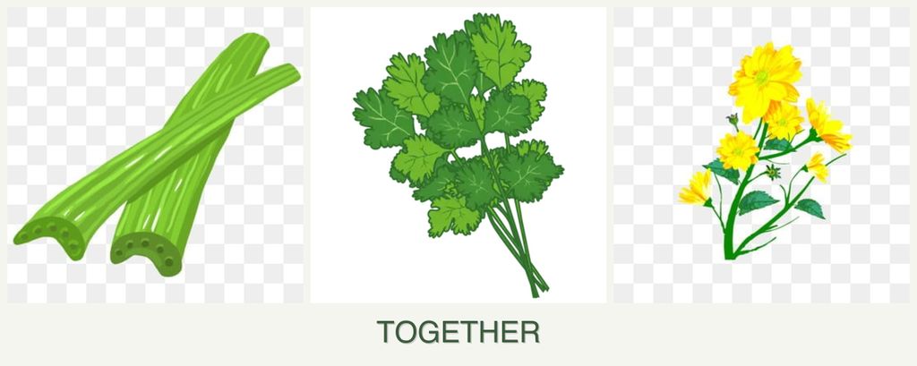 Can you plant celery, cilantro and calendula together?
