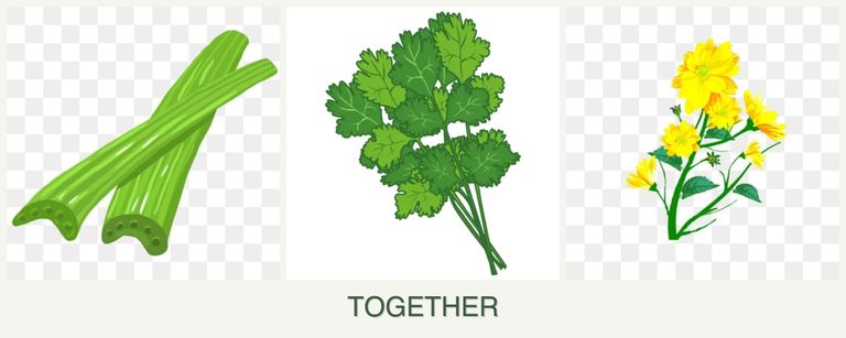 Can you plant celery, cilantro and calendula together?