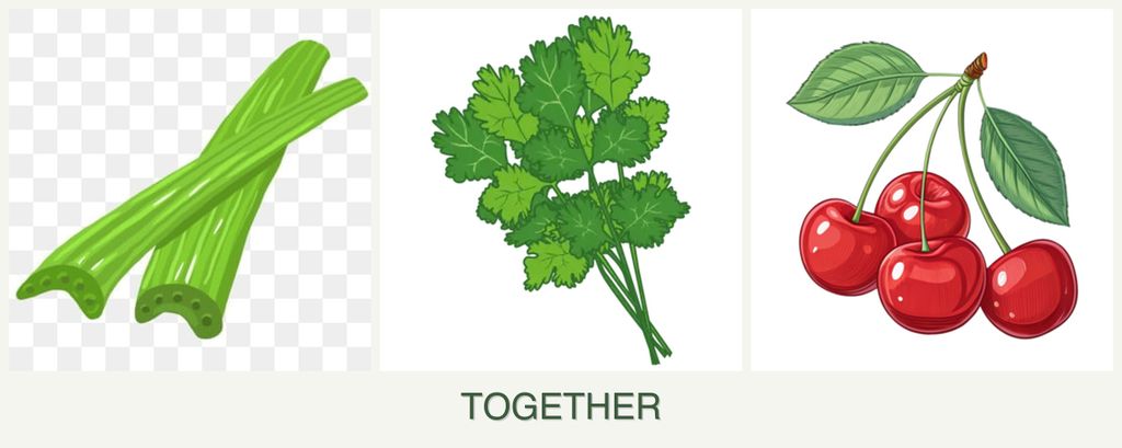 Can you plant celery, cilantro and cherries together?