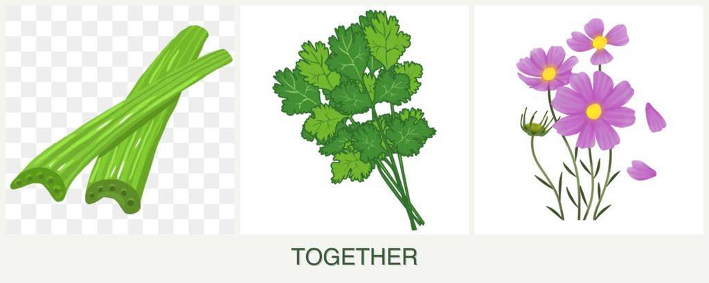 Can you plant celery, cilantro and cosmos together?