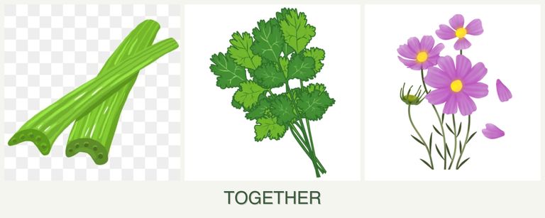 Can you plant celery, cilantro and cosmos together?
