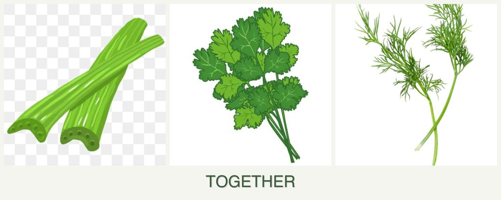 Can you plant celery, cilantro and dill together?