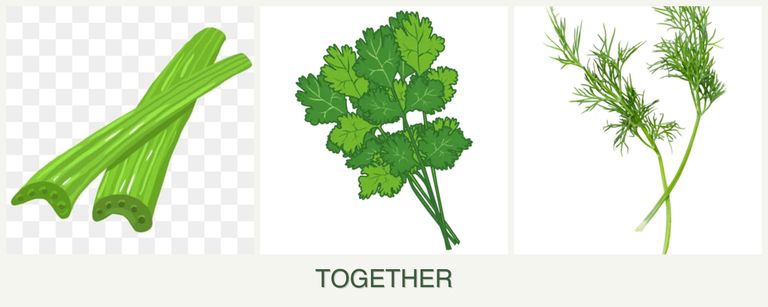 Can you plant celery, cilantro and dill together?