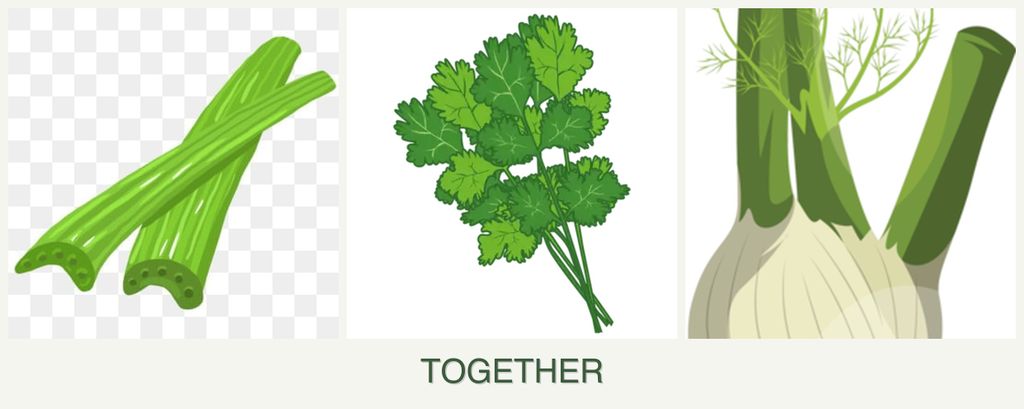 Can you plant celery, cilantro and fennel together?