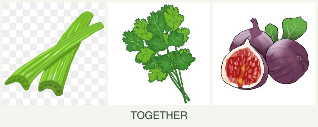Can you plant celery, cilantro and figs together?