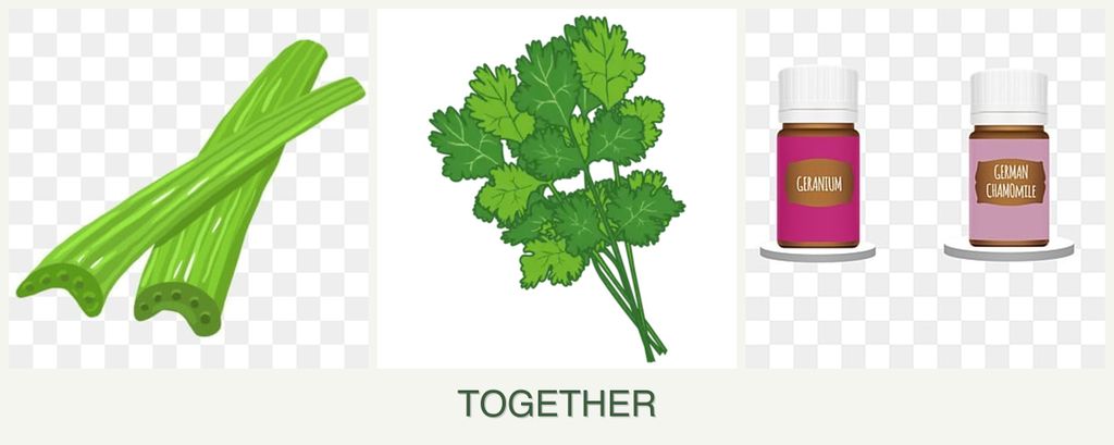 Can you plant celery, cilantro and geraniums together?