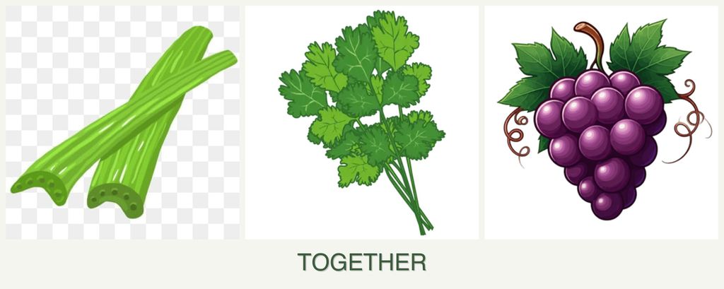 Can you plant celery, cilantro and grapes together?