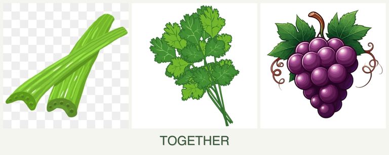 Can you plant celery, cilantro and grapes together?