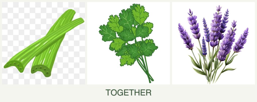 Can you plant celery, cilantro and lavender together?