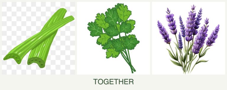 Can you plant celery, cilantro and lavender together?