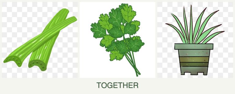 Can you plant celery, cilantro and lemongrass together?