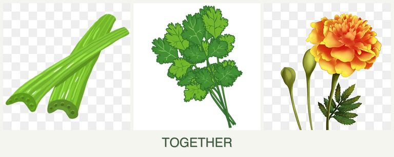 Can you plant celery, cilantro and marigolds together?